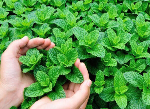 hortela