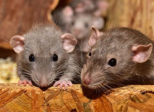 ratos